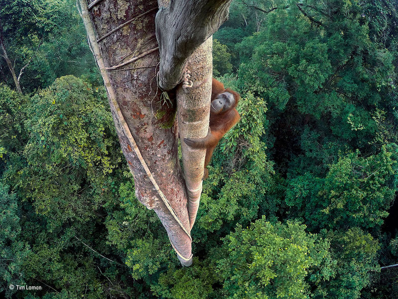 "Entwined lives" – vinnare årets naturfotograf. En orangutang klättrar 30 meter högt upp i luften i ett av de sista skyddade områdena för arten i Indonesien. Foto: Tim Laman, USA