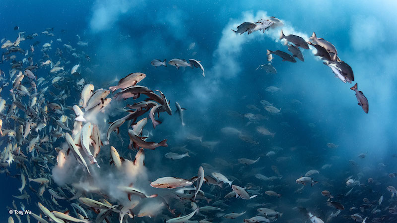 "Snapper party" – vinnare undervattensklassen. Tusentals fiskar av arten Lutjanus bohar samlas för att leka. Foto: Tony Wu, USA