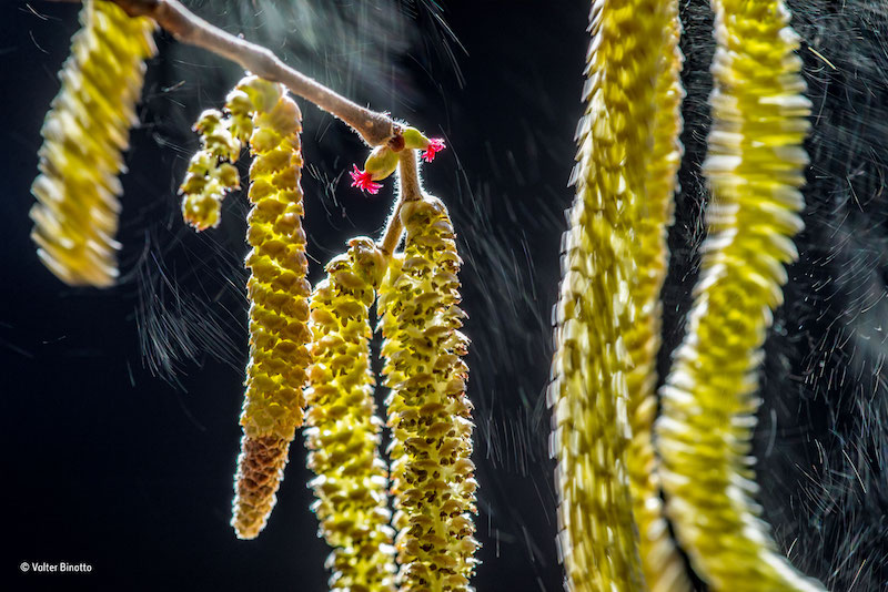 "Wind composition" – vinnare i klassen växter. Pollen lyfter i vinden och vinterns solstrålar. Foto: Valter Binotto, Italien