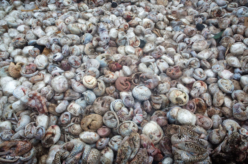 "The pangolin pit" – vinnare fotojournalistklassen. 4000 myrkottar upptäcktes i en frys innan de skulle säljas illegalt i framför allt Kina och Vietnam. Foto: Paul Hilton, Storbritannien/Australien