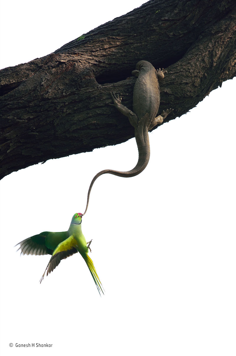 "Eviction attempt" – vinnare i fågelklassen. Halsbandsparakit som försöker köra bort inkräktaren – en ödla av arten Varanus bengalensis. Foto: Ganesh H Shankar, Indien