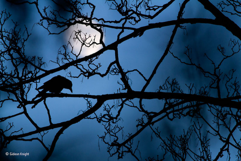 "The moon and the crow" – vinnare i klassen unga fotografer. En kråka i ett träd i London. Foto: Gideon Knight, Storbritannien