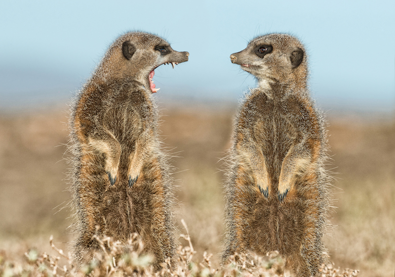 LITTLE KAROO, SOUTH AFRICA, MAY, 2015: Two meerkats appearing to have a dispute, Little Karoo, South Africa, May, 2015. Things are heating up at the Comedy Wildlife Photography Awards as the shortlisted final 40 entries are revealed. This year?s competition has featured over 2200 hilarious entries from around the world with photos including a fox face planting in the snow, a dancing brown bear and a pair of seemingly headless penguins - all beautifully photographed with perfect comedy timing and a strong conservation message. PHOTOGRAPH BY Brigitta Moser / Barcroft Images London-T:+44 207 033 1031 E:hello@barcroftmedia.com - New York-T:+1 212 796 2458 E:hello@barcroftusa.com - New Delhi-T:+91 11 4053 2429 E:hello@barcroftindia.com www.barcroftimages.com
