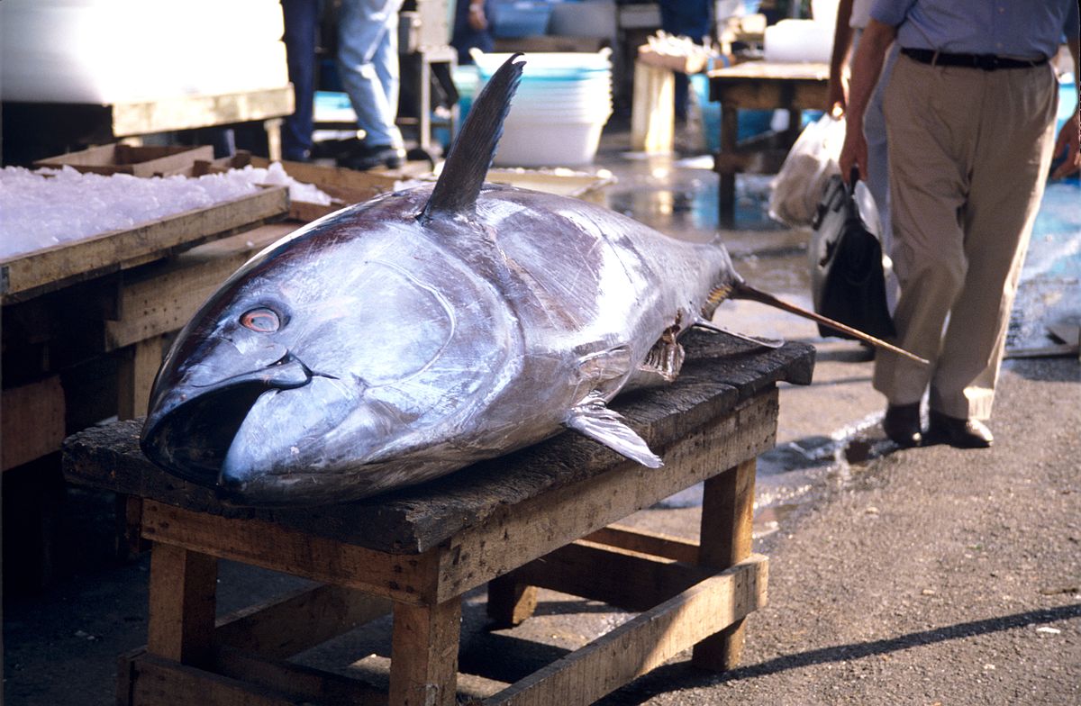 Tonfisk. Foto: Jpbazard Jean-Pierre Bazard, CC BY-SA 3.0. https://commons.wikimedia.org/w/index.php?curid=14540780