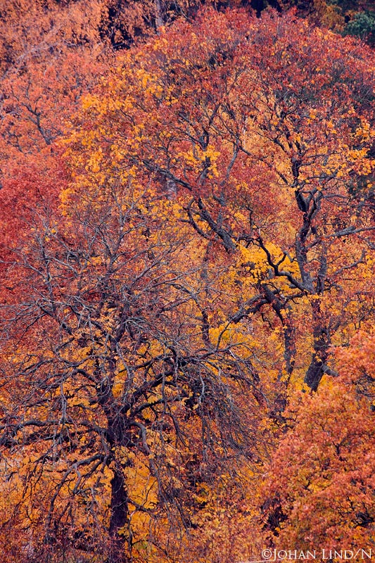 Löv med höstfärger. Foto: Johan Lind