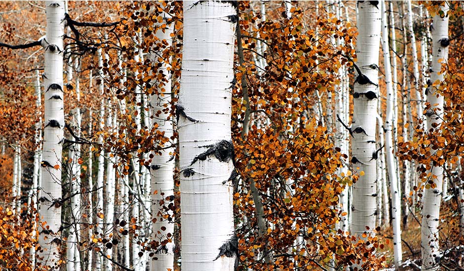 Björkar om hösten. Foto: Neal0892, CC BY-SA 4.0, https://commons.wikimedia.org/w/index.php?curid=45030696
