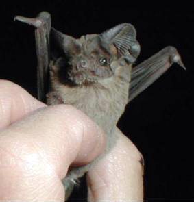 Tadarida brasiliensis. Foto: NPS. - http://www.nps.gov/sagu/naturescience/insectivorous-bats.htm ([http://www.webcitation.org/5iafk8bIg Archive link), Public Domain, https://commons.wikimedia.org/w/index.php?curid=7405668