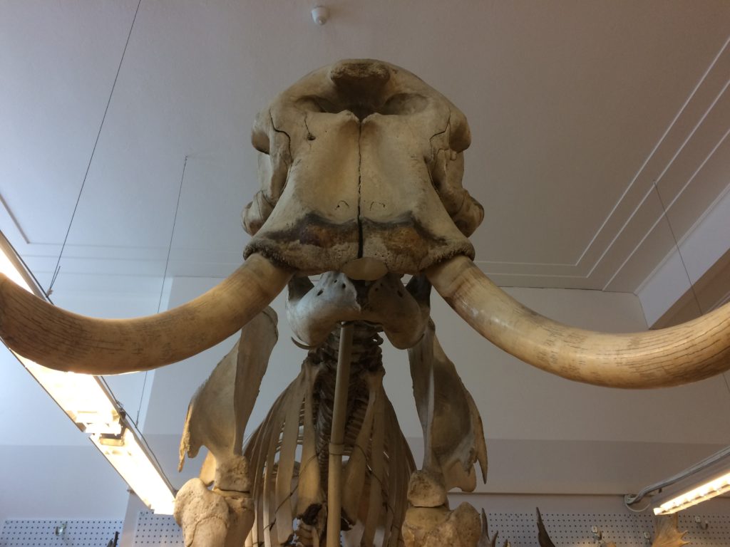 Museets elefantbetar är stöldmärkta eftersom elfenben är så stöldbegärligt. Det har varit stöldförsök på flera andra museer. 