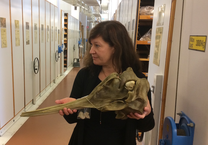Zoologen Daniela Kalthoff guidade oss bland benen i samlingarna. Här är exempelvis den näbbval som hittades i Sverige för ett år sedan. Läs mer här. http://www.natursidan.se/nyheter/strandad-sallsynt-val-i-sverige/