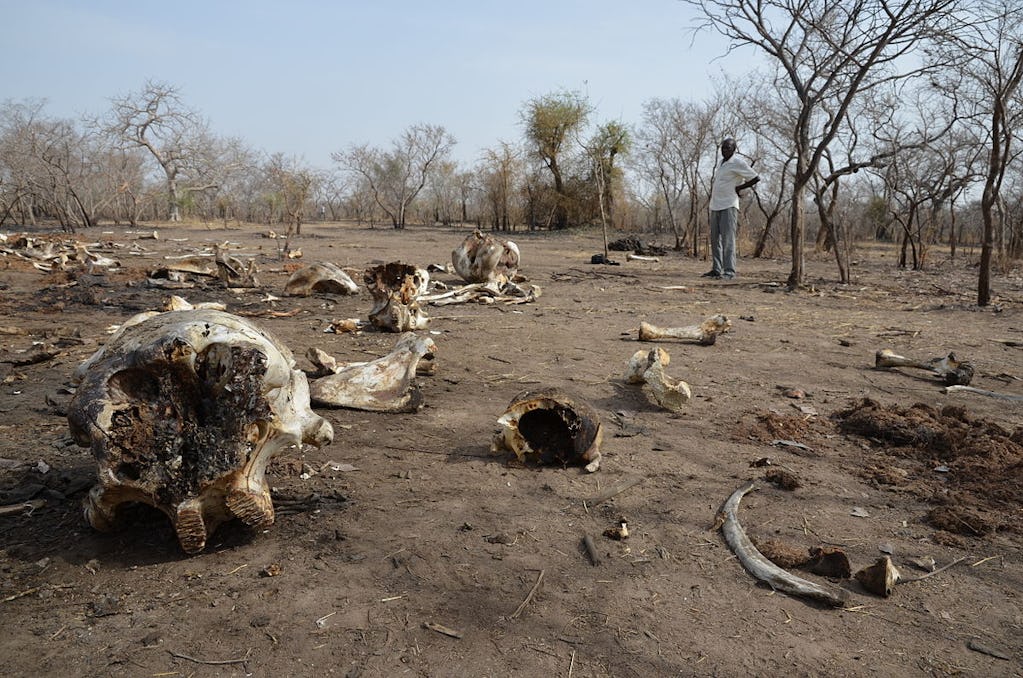 Elefantkadaver i Chad. Foto: Save-Elephants, CC BY-SA 4.0. https://commons.wikimedia.org/w/index.php?curid=35690674