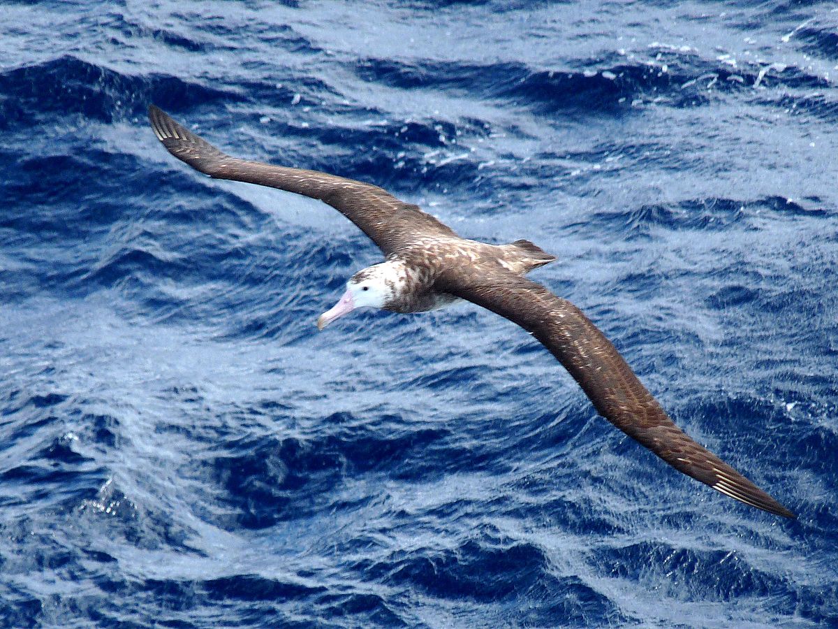 Tristanalbatross. Foto: michael clarke, CC BY-SA 2.0, https://commons.wikimedia.org/w/index.php?curid=7416727
