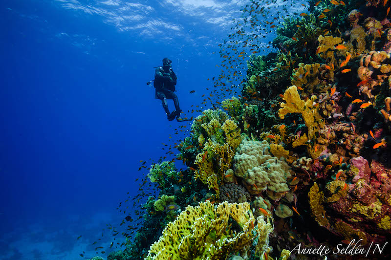 Röda Havet har världsklass på sina korallrev. Man har ett enormt miljötänk och skyddar reven väldigt väl. Det myllrar av liv runt reven och fiskstimmen överträffar varann i färger och former. Dykaren i bilden njuter av den korta men fantastiska vistelsen, ett dyk varar ungefär mellan 30-60 minuter. Foto: Annette Seldén