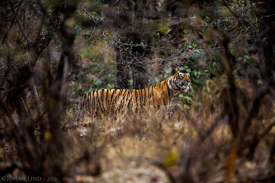 Tiger. Foto: Johan Lind