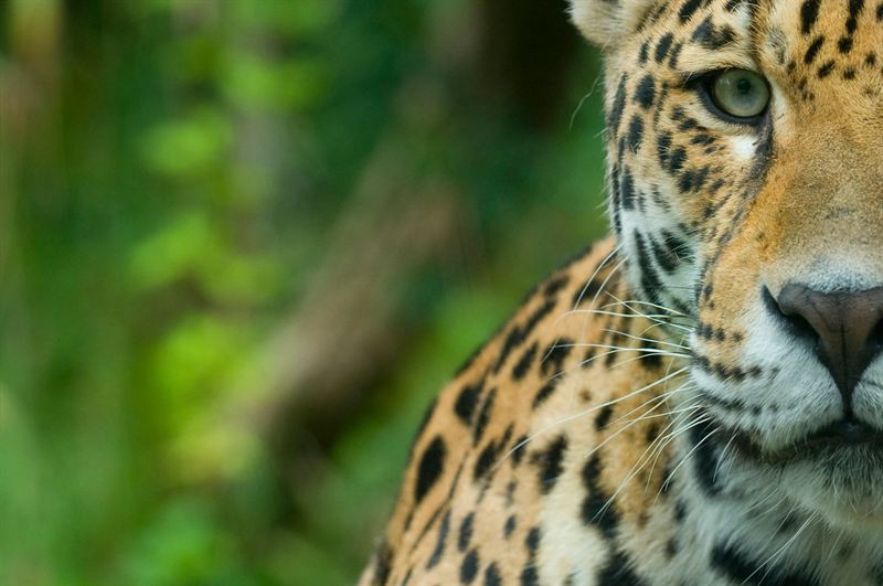Jaguar. Foto: Edwin Giesbers, naturepl.com, WWF
