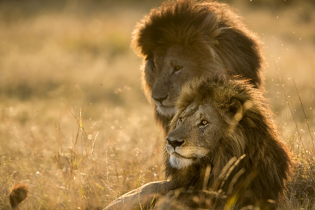 Sedan mitten av förra århundradet har lejonbeståndet minskat med minst femtio procent. I dag finns det troligen mindre än 20.000 lejon kvar i Afrika. (Några hundra asiatiska lejon återfinns också i ett mycket begränsat område i västra Indien.) Jag tillbringade en månad i Kenya i somras. En morgon mötte vi Scar (till vänster) och hans bröder vilka är berömda långt utanför Masai Mara. Brödraskaran har kallats de fyra musketörerna. Scar ska vara en riktig tuffing som inte viker undan en fajt. Ett sådant beteende hos djur kan ibland vara framgångsrikt, särskilt i tider när det råder brist på föda. Men att vara tuff och kaxig kan också vara en nackdel när förhållandena inte kräver kaxighet utan när den tuffa attityden istället leder till onödiga risker. Enligt legenden miste Scar ögonbrynet i en territoriell fajt med bröderna, senare har ögat försämrats och nu haltade Scar även på ena bakbenet efter att han troligen blivit sparkad av en buffel vid en attack. Lejon, Masai Mara, Kenya.