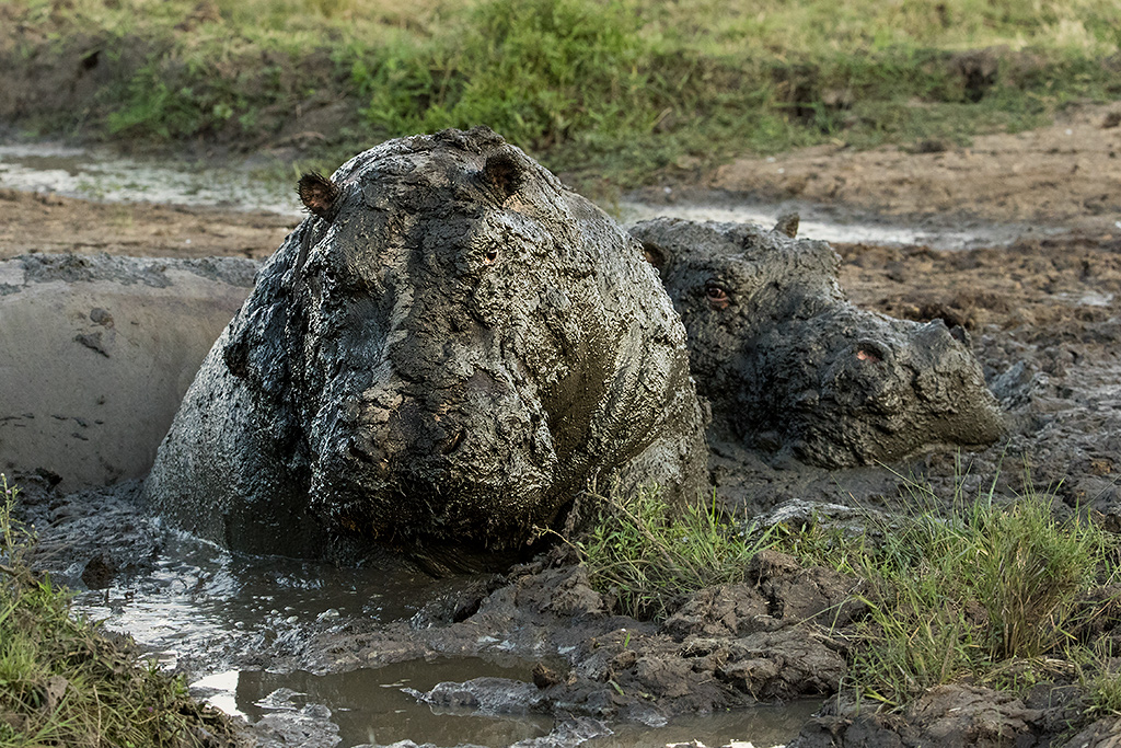 Som de flesta andra större däggdjur har även flodhästen minskat i antal de senaste decennierna. Tjuvjakt är även för denna art ett problem, en flodhäst innebär mängder med kött och dess hörn- och framtänder liknar betar. Flodhäst, Masai Mara, Kenya.