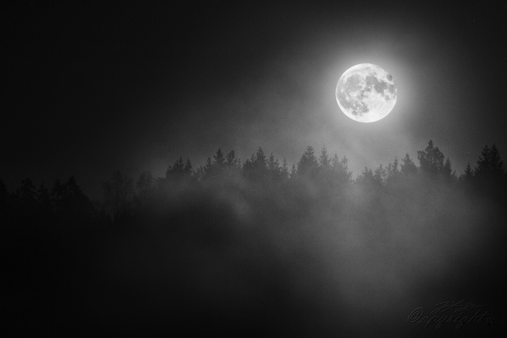 Supermånen i november 2016 resulterade inte bara i en bild utan också en av de mest magiska skymningar jag upplevt. Kvällen då månen var som närmast jorden (den 14:e) var himlen täckt av tjocka regnmoln där jag bor, så istället gick jag ut dagen efter då det lovats stjärnklar himmel. Jag väntade tålmodigt på att månen skulle stiga över min skogsbeklädda horisont när dimman började rulla in över fälten och tätnade tills jag inte längre kunde se var jag satte mina fötter. Då kom supermånen smygande upp och plötsligt badade hela min omgivning i månskensbelyst dimma. Jag har aldrig tidigare sett något liknande och att få uppleva ett sådant fenomen var otroligt! Foto: Jennifer Johansson http://jenniferjohanssonphotography.webnode.se/