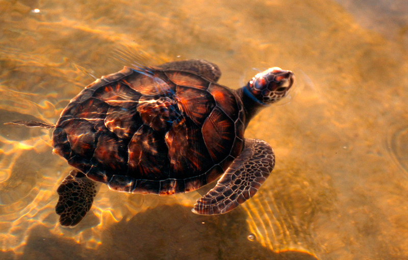 Grön havssköldpadda. Foto: WWF