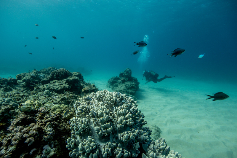 Dykare undersöker korallrev i Mocambique. Foto: WWF