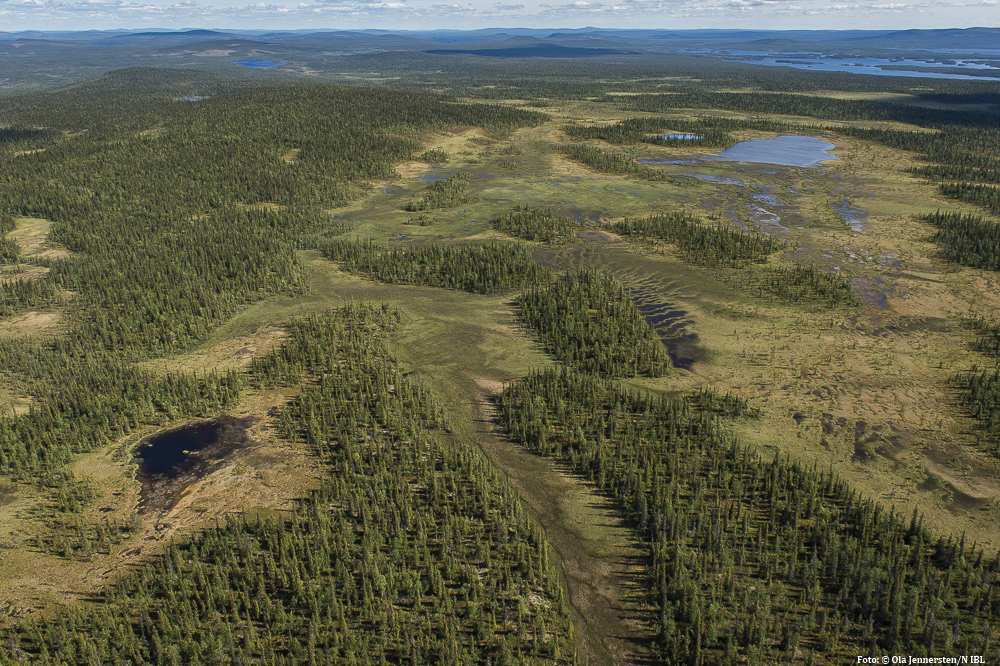 Vildmarkslandskap med stora myrar. I Norrbotten finns fortfarande stora områden av mer eller mindre orörda skogar med arter som försvinner när skogsbruket tar vid. Vi har nu ett fantastiskt läge att skydda ett unikt naturskogslandskap. Om de redan skyddade områdena i norr (ss Muddus, Stora Sjöfallet, Pärlälven) får kompletteras med Jälka-Rimakåbbo och Karatj-Råvvåime ger vi framtida generationer möjlighet att besöka ett ursprungligt landskap som saknar motstycke i Västeuropa. Flygfoto, Karats-Råvvåive, Lappland Foto: (C) Ola Jennersten, Naturfotograferna, IBL Bildbyrå