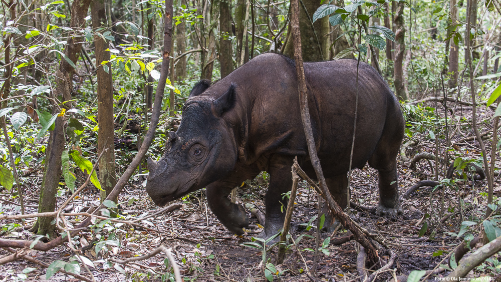 Sumatranoshörning (Dicerorhinus sumatrensis) Skogarna i Indonesien har under de senaste 25 åren omvandlats till plantager med oljepalmer och akacia i ett rasande tempo. Det påverkar naturligtvis många av områdets unika arter. Att få stå framför en sumatranosjhörning (även om den fanns i ett rehabiliteringshägn där målet är att i framtiden sätta ut noshörningar i säkra skogar) är en ynnest i ett läge då det finns färre än hundra individer på jorden. Den här bilden skulle naturligtvis varit med i boken Vid vägs ände, men tillfället kommer efter det tryckpressarna startat! Foto (C) Ola Jennersten, Naturfotograferna, IBL Bildbyrå