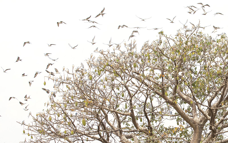 I norra Senegal kan man under vinterhalvåret få avnjuta en av världens största ansamlingar med rovfåglar då 10 000-tals afrikanska svalstjärtsglador och rödfalkar samlas för att övernatta. Kaolack, Senegal, januari. Foto: Johannes Rydström