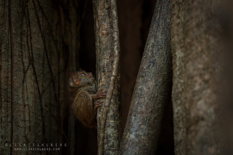 Spökdjur, Sulawesi, slutet av 2015. Foto: Lisa Sihlberg