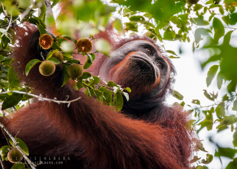 Fotodokumentering av orangutanger tillsammans med WWF Indonesien, Borneo 2016. Foto: Lisa Sihlberg