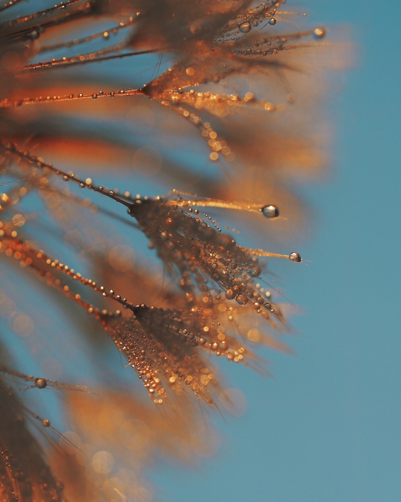 Närkontakt. Jag älskar att fota makro av maskrosor på hösten när den låga morgonsolen lyser upp daggdropparna. Jag blir som förförd och kan knappt sluta. Det är som att kliva i en helt annan värld. Foto: Sandra Linell