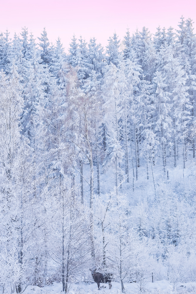 Älgen Året började med några riktigt kalla dagar, vilket inte är så vanligt i Skåne. Jag var naturligtvis tvungen att föreviga det vackra vinterlandskapet på bild när en älg plötsligt uppenbarade sig i skogen. Den kunde inte stått bättre placerad bland rimfrost och snöklädda träd. Foto: Louise Nordström