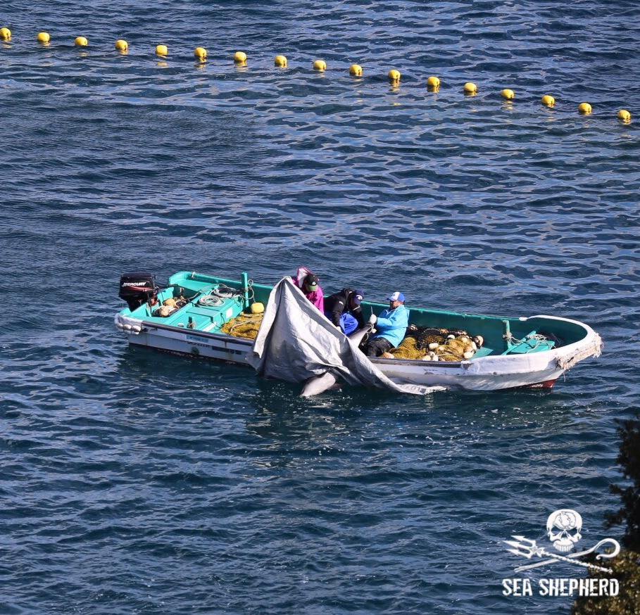 De delfiner som dör i området täcks över och tas ombord. Foto: Sea Shepherd Cove Guardians https://www.facebook.com/SeaShepherdCoveGuardiansOfficialPage/