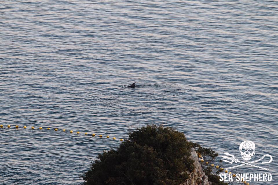 Delfiner är sociala djur och de som inte fångas in stannar i området för att vara med sin flock. Foto: Sea Shepherd Cove Guardians https://www.facebook.com/SeaShepherdCoveGuardiansOfficialPage/