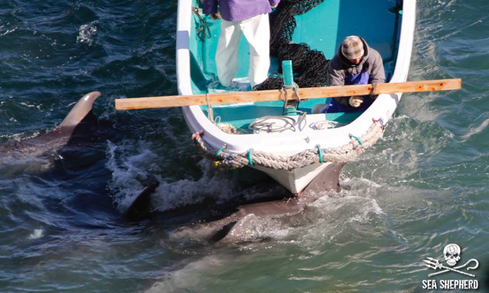 Fiskarna kör över delfiner i jakten på nästa byte. Foto: Sea Shepherd Cove Guardians https://www.facebook.com/SeaShepherdCoveGuardiansOfficialPage/