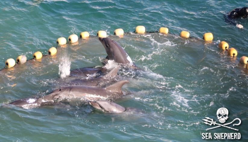 I flera dagar hålls delfinerna fångna i viken. Foto: Sea Shepherd Cove Guardians https://www.facebook.com/SeaShepherdCoveGuardiansOfficialPage/