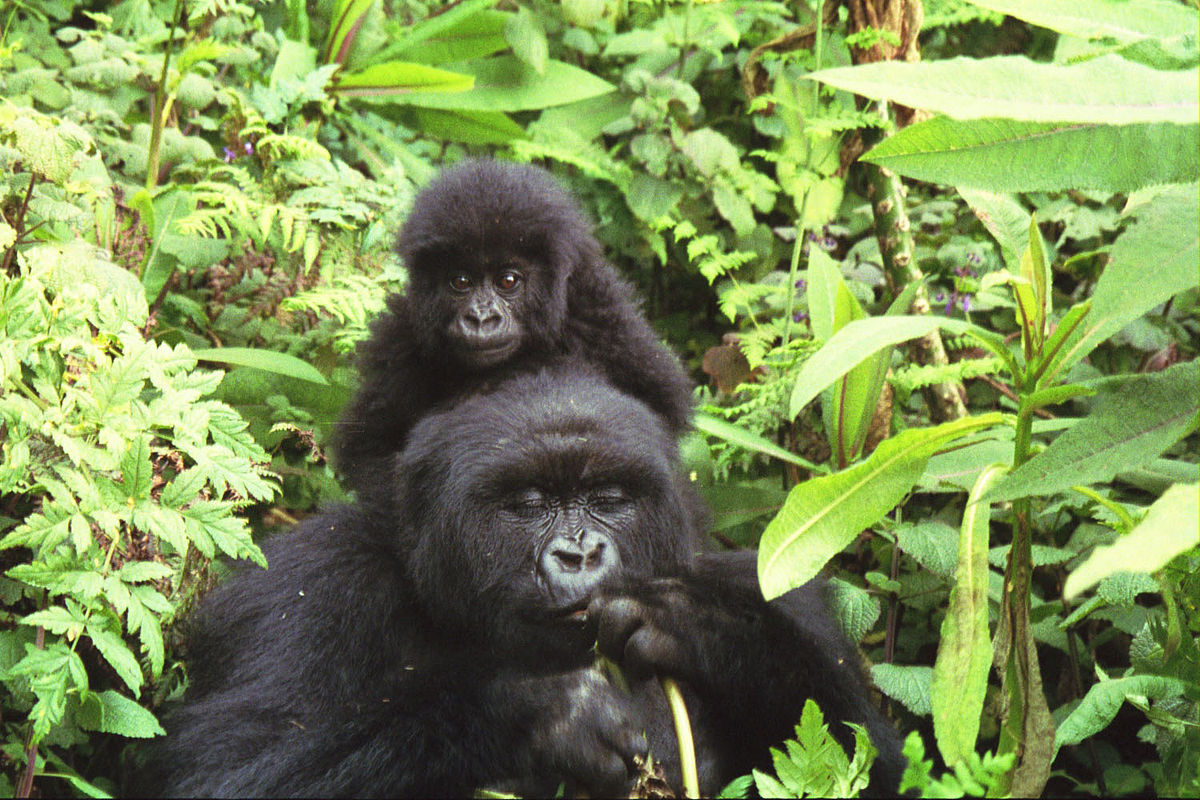 Östlig gorilla-hona med unge. Arten anses "starkt hotad" enligt IUCN. Foto: CC BY-SA 2.0, https://commons.wikimedia.org/w/index.php?curid=560963