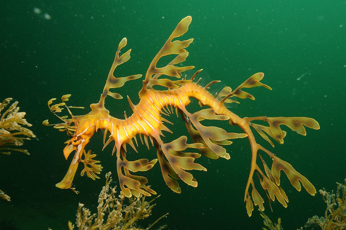 Flikfisk (leafy seadragon, Phycodurus eques). Foto: James Rosindell, CC BY-SA 4.0, https://commons.wikimedia.org/w/index.php?curid=45692802