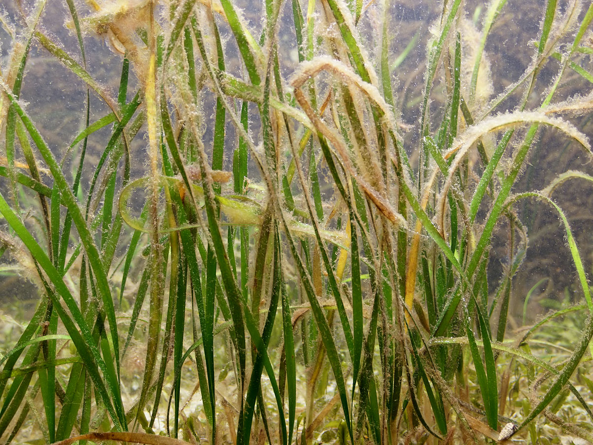 Sjögräs står för en av världens effektivaste kollagring. Foto: Hans Hillewaert, CC BY-SA 4.0, https://commons.wikimedia.org/w/index.php?curid=15470611