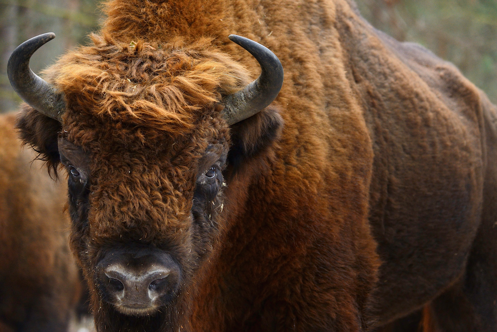 Big bull European bison, Bison bonasus, Drawsko Military area, Western Pomerania, Poland. Foto: Staffan Widstrand http://staffanwidstrand.photoshelter.com/gallery-list/ , Rewilding Europe http://www.rewildingeurope.com