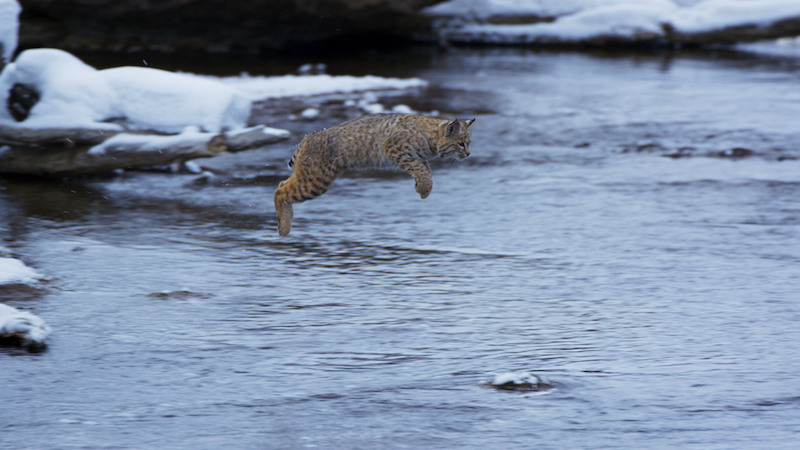 Rödlo tar ett språng över en flod på jakt efter änder. Foto: BBC/SVT