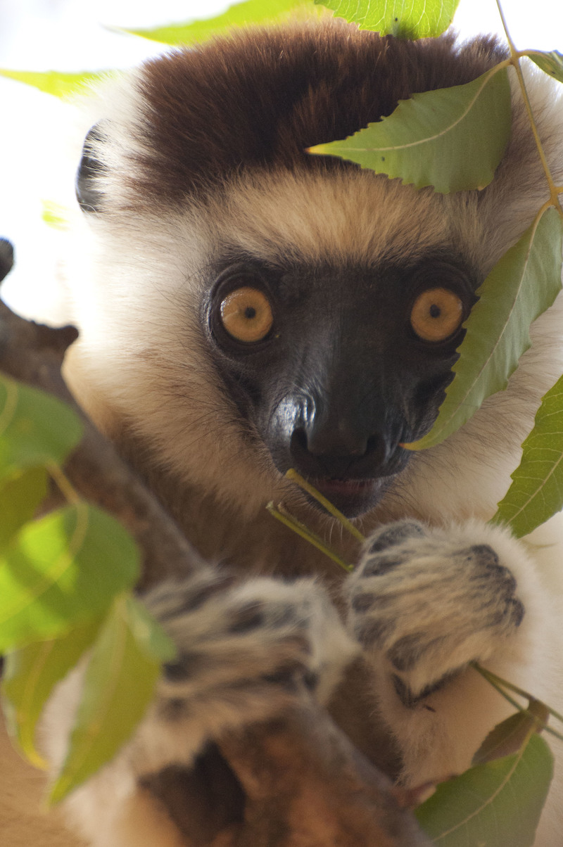 Lemurer är en familj primater som enbart finns på ön Madagaskar i Indiska oceanen, öster om södra Afrika. Foto: Emma Brennand/BBC/SVT