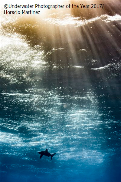 Årets lovande undervattensfotograf 2017 'Oceanic in the Sky' av Horacio Martinez (Argentina)