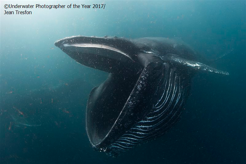 Beteende – finalist. 'Humpback whale feeding on krill.' av Jean Tresfon (South Africa) 