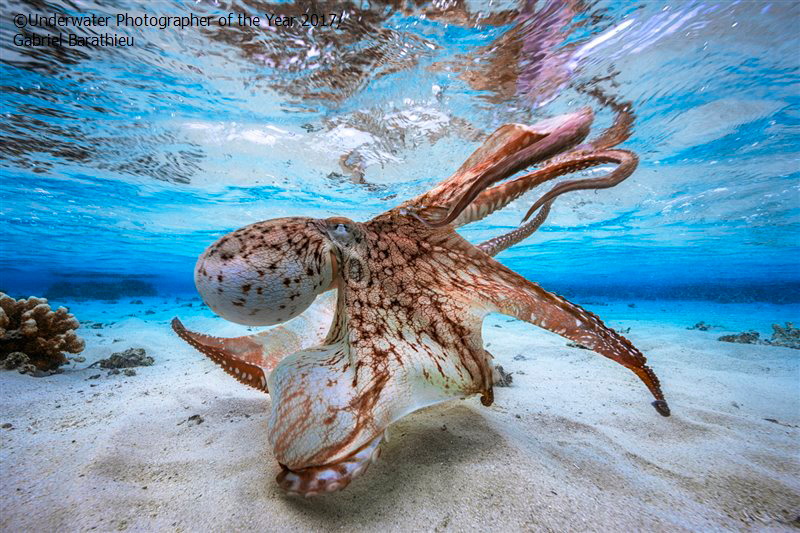 Årets undervattensfotograf 2017 'Dancing Octopus' av Gabriel Barathieu (France)