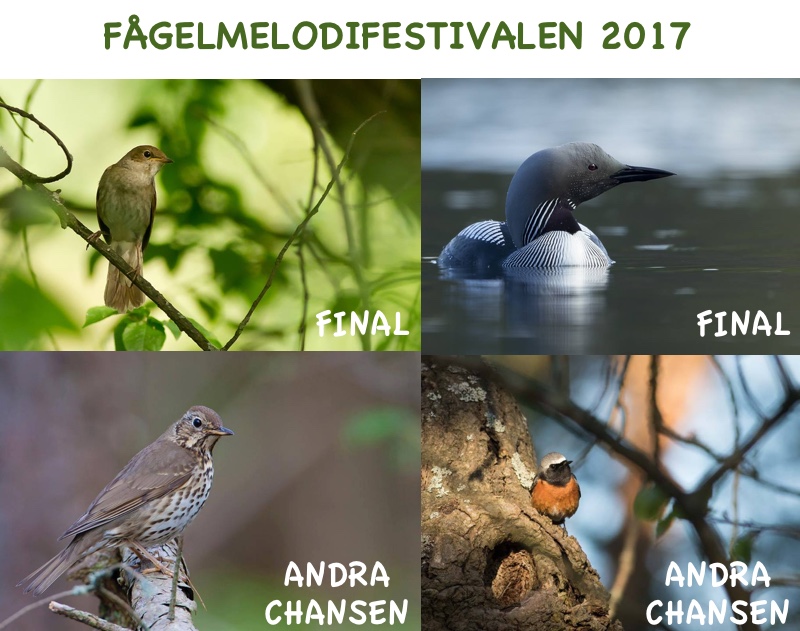 fagelmelodifestivalen2017-deltavling1