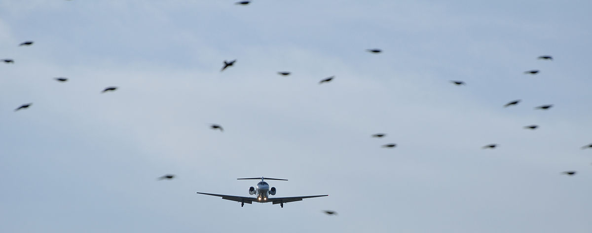 Flygplan och fåglar. Foto: Hansueli Krapf, CC BY-SA 3.0, https://commons.wikimedia.org/w/index.php?curid=20360755