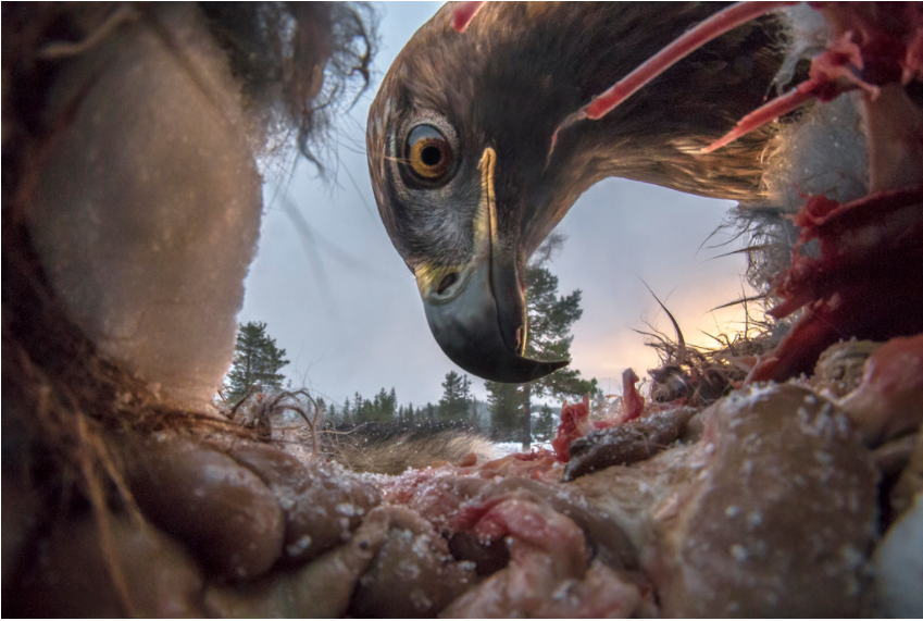 Årets fågelbild. Foto: Audun Rikardsen /NNPC