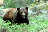 Naturfotografen Sara Wennerqvists Svenska Favoritart Brunbj rn Naturfotografen Sara Wennerqvists Svenska Favoritart Brunbj rn