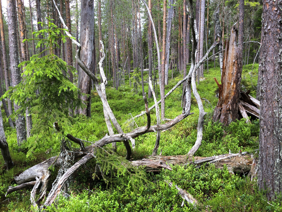 Gammal skog med död ved.