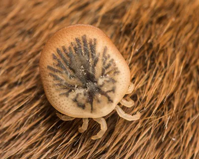 Fästingar – Natursidan