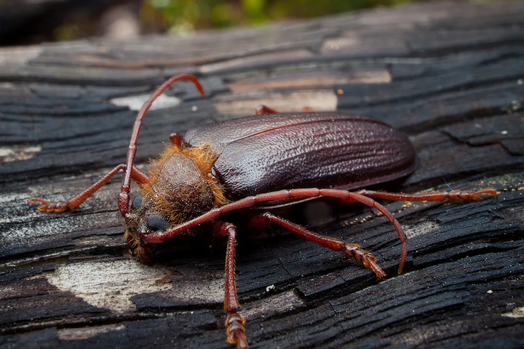 Hotade skalbaggar behöver mer död ved och gamla skogar – Natursidan
